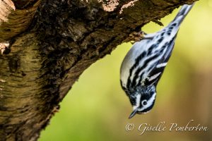 Black-and-white Warbler